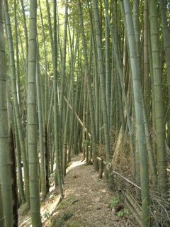 IMGP3653_1.jpg