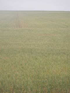 IMGP4780.jpg