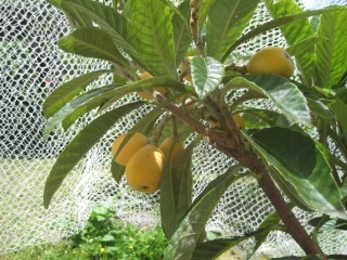 IMG_1363.jpeg