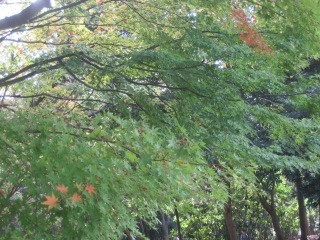 IMG_3562.jpeg