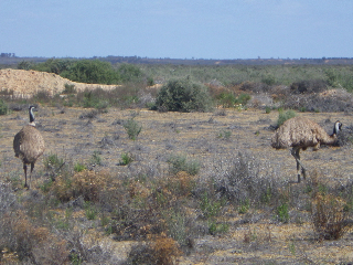emu.jpg