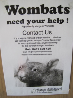 wombat.jpg